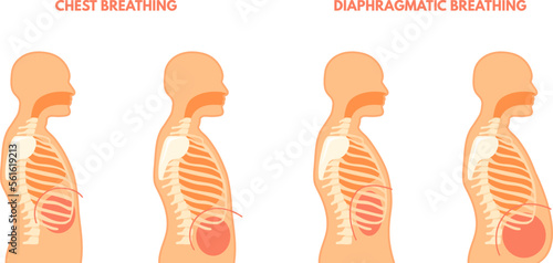 Diaphragmatic breathing. Pulmonary exercises chest and abdominal breath training, relax trachea respiration technique, inhale exhale medical infographic poster vector illustration photo