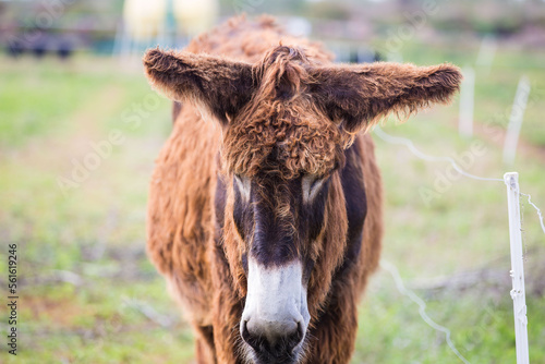 donkey in the field