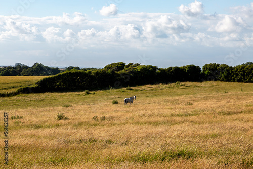 A rural Sussex view with a horse in a meadow