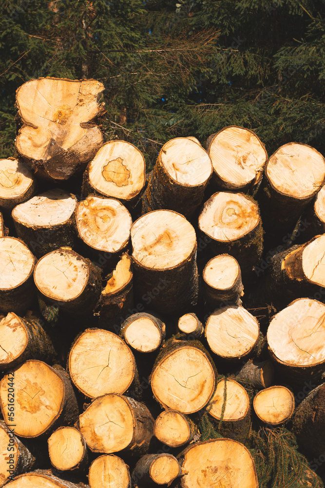 Large pile of freshly cut wooden spruce and pine logs stacked in a forest. Natural raw materials for heating. Woodworking and heating industry concept. Large pile of freshly cut wooden spruce and pine logs stacked in a forest. Natural raw materials for heating. Woodworking and heating industry concept.