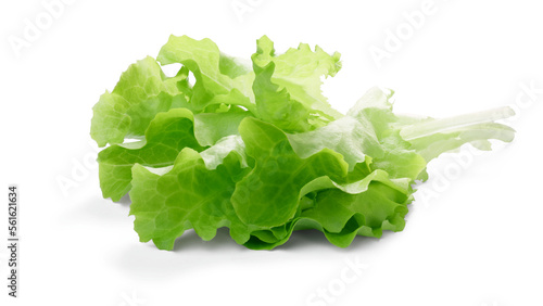 Lollo bionda lettuce-related leafy salad leaves isolated png photo