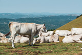 Monte Cucco cows.