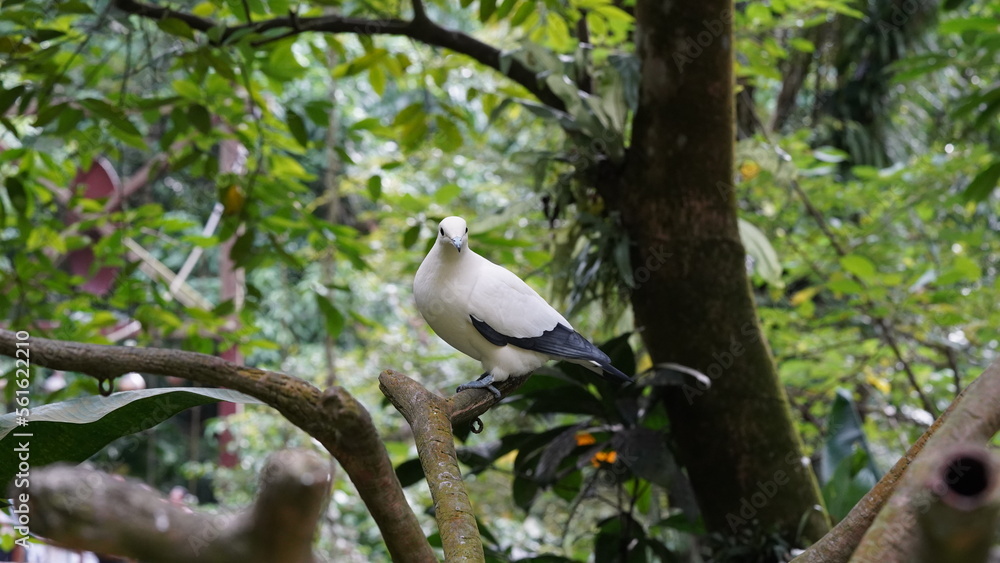 Pied imperial-pigeon|Ducula bicolor|斑皇鸠 Pied imperial-pigeon|Ducula bicolor|斑皇鸠
