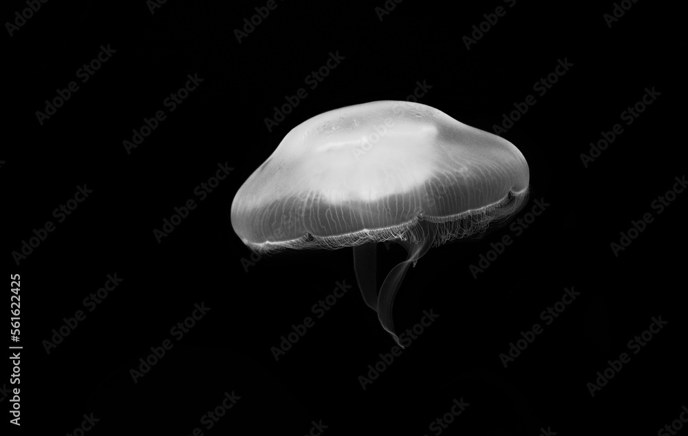 white jellyfish on black