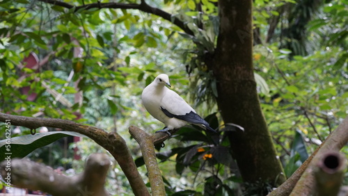 トレスケシバト（学名：Ducula spilorrhoa）
（英名：Torresian Imperial-Pigeon）

トレスケシバト（Torresian Imperial-Pigeon）は、ハト科（Columbidae）に属する大型のハトで、オーストラリア北部、ニューギニア、インドネシアの一部の島々に生息 しています。純白の体に黒い翼端 が特徴で、美しく優雅な姿を持つ鳥です。 photo