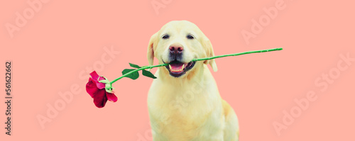 Portrait of Golden Retriever dog with flower rose on pink background © rohappy