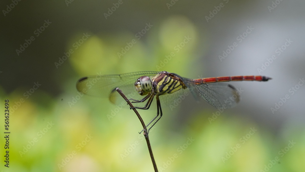 close up of a dragonfly on a branch close up of a dragonfly on a branch