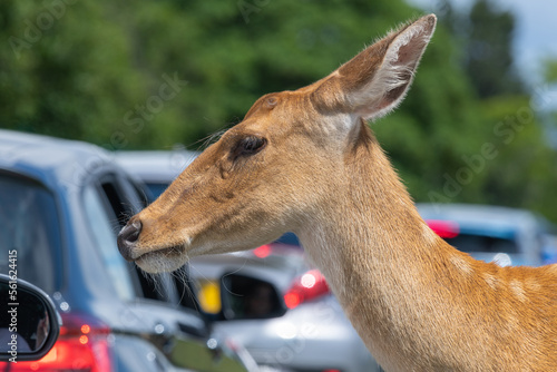 Barasingha (rucervus duvaucelii) deer photo