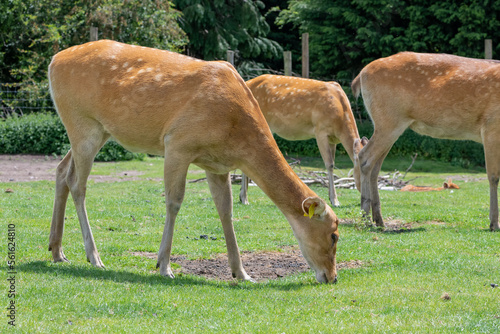 Fototapeta Naklejka Na Ścianę i Meble -  Barasingha (rucervus duvaucelii) deer grazing together