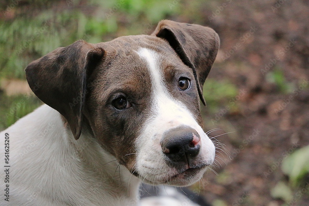beautiful close up head portrait of a brown and white small mixed puppy in the garden beautiful close up head portrait of a brown and white small mixed puppy in the garden