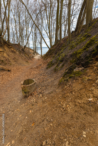 Wallpaper Mural Small path in park full of old trees to small beach next to Baltic sea Torontodigital.ca