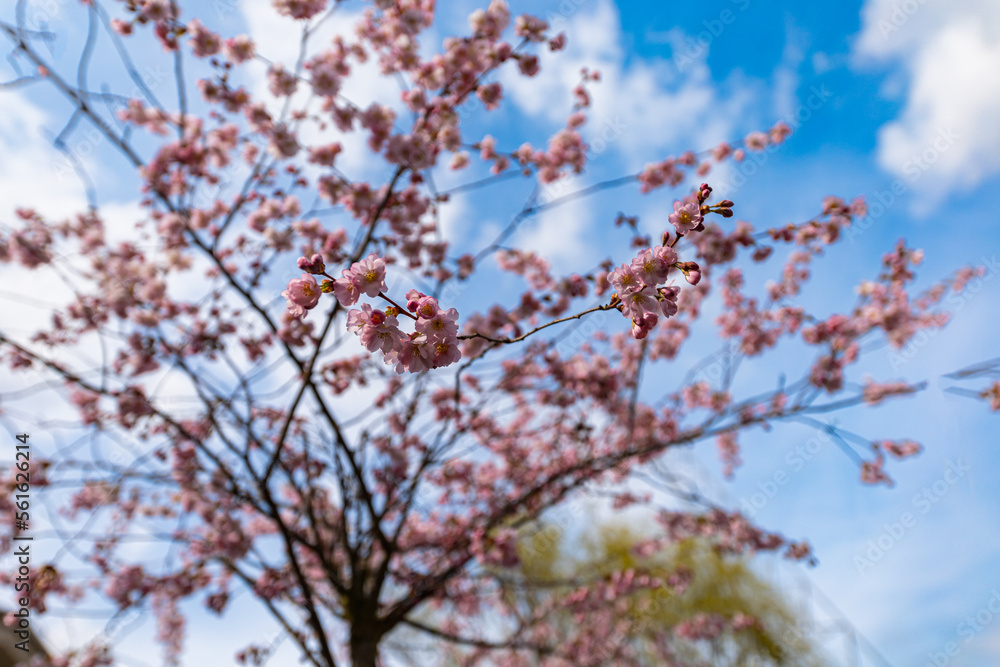 Beautiful fresh blooming tree with tiny pink leaves and flowers at sunny cloudy day