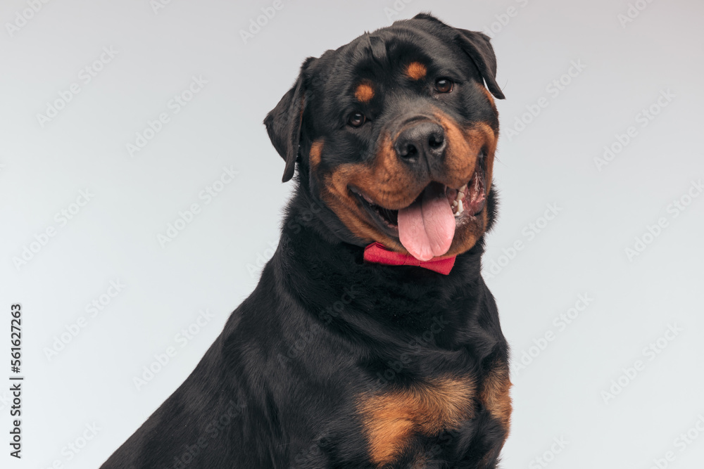 Rottweiler dog sticking out tongue and feeling happy Rottweiler dog sticking out tongue and feeling happy