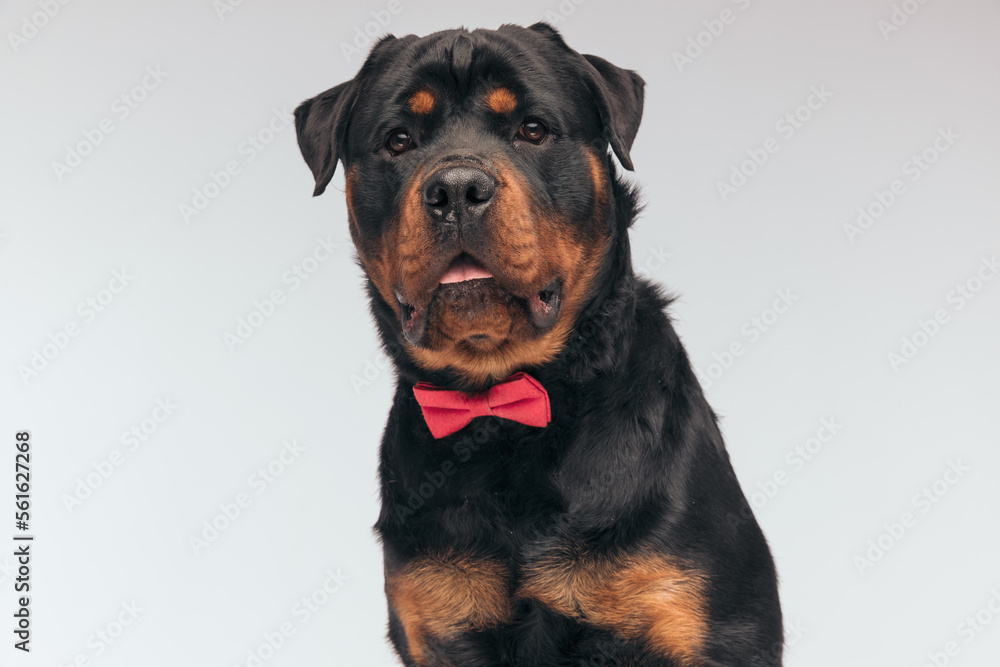 Rottweiler dog panting and feeling surprised Rottweiler dog panting and feeling surprised