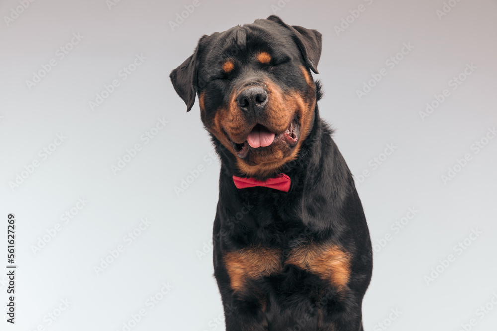 Obraz premium Rottweiler dog sticking out tongue and making fun