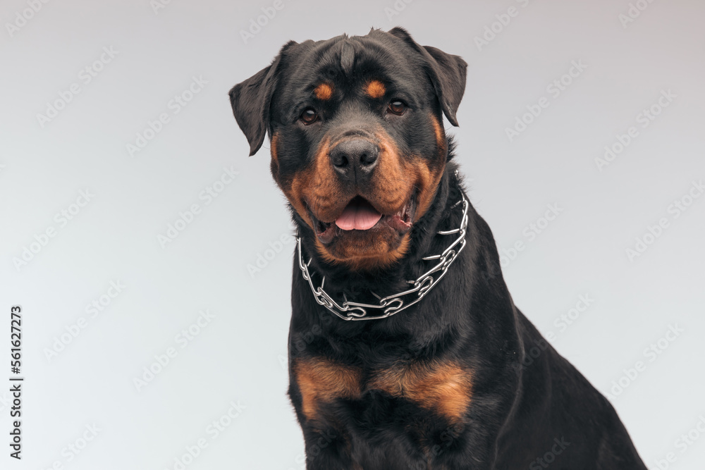 Rottweiler dog sticking out his tongue at the camera Rottweiler dog sticking out his tongue at the camera