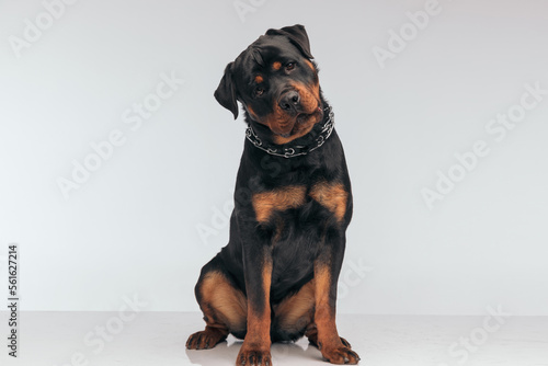 Photography Rottweiler dog feeling confused and looking at the camera