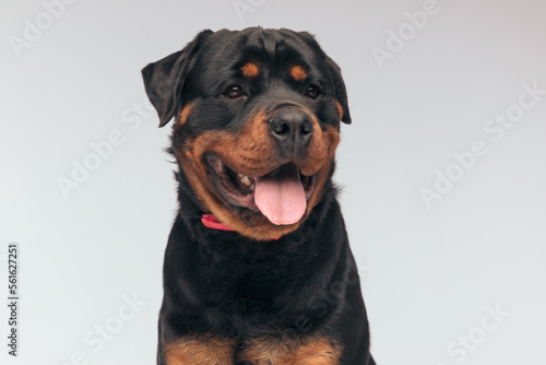 Rottweiler dog sticking out tongue and looking away