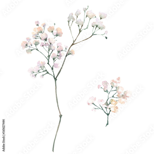 A gypsophila branch hand drawn in watercolor isolated on a white background. Vintage little white flowers bouquet for Valentine's Day, wedding, sales and other events. photo