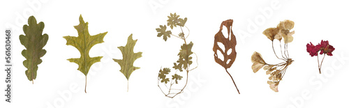Herbarium dried leaves and flower isolated on a white background Vol.4 © Sabrina