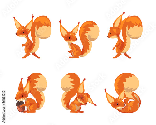 Cute funny red squirrel in different poses set. Wild forest fluffy animal cartoon vector illustration