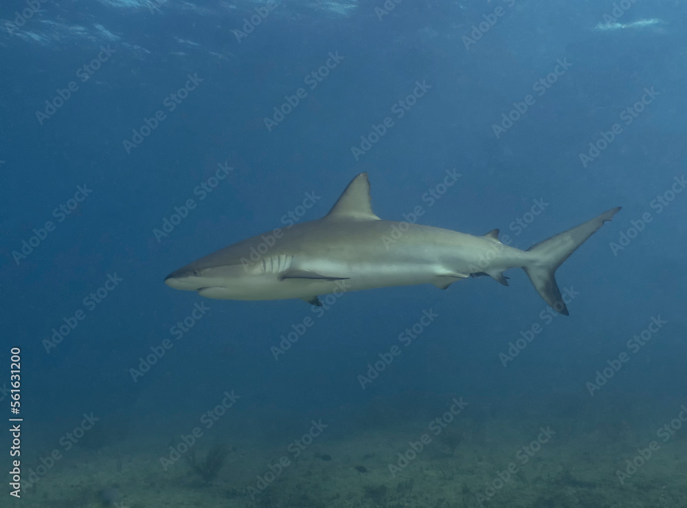 A Caribbean Reef Shark (Carcharhinus perezii) in Bimini, Bahamas