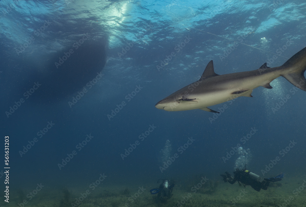 A Caribbean Reef Shark (Carcharhinus perezii) in Bimini, Bahamas A Caribbean Reef Shark (Carcharhinus perezii) in Bimini, Bahamas