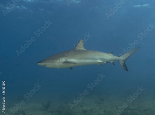 A Caribbean Reef Shark  Carcharhinus perezii  in Bimini  Bahamas