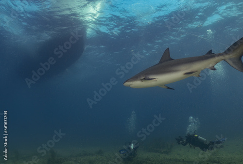 A Caribbean Reef Shark (Carcharhinus perezii) in Bimini, Bahamas