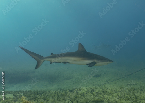 A Caribbean Reef Shark  Carcharhinus perezii  in Bimini  Bahamas