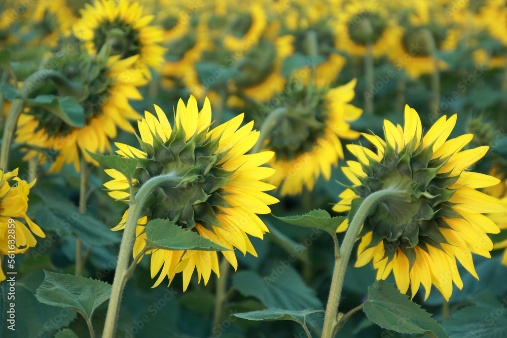 Fototapeta premium Agricultural field with yellow sunflowers. Long rows of nice yellow sunflower in the field. Perfect wallpaper. Beautiful sunflower field for background. Organic Farming. Smallholding. Sunflower oil .