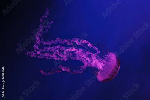 Foto macro shooting under water chrysaora plocamia jellyfish