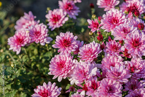 beautiful chrysanthemum flower bushes pink colors