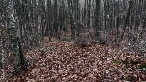 Taking A Walk In Forgotten Oak Forest Path, Winter Gloomy Day 