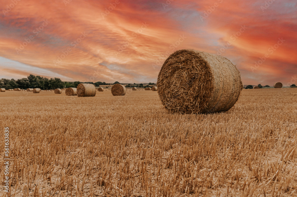 hay bales in the field during sunset