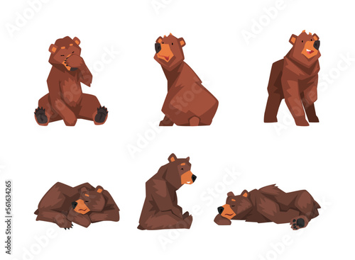 Set of brown bear in different poses. Wild forest sitting, standing and sleeping mammal animal cartoon vector illustration