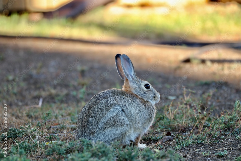 rabbit in the grass rabbit in the grass
