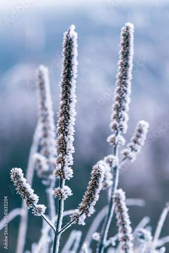 Macro Winter brunch dry   plants frost outdoor  frozen snow natural Beautiful spruce bud Banner landscape blue cold ice hoarfrost tree Christmas background. Hoar © Victoria Moloman