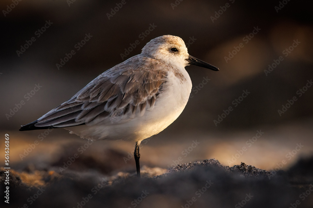 Adult Sanderling (calidris alba) resting on beach in evening sunlight at Venice, Florida