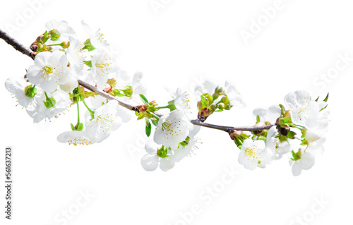tree branch with blossom. cherry tree in spring. garden in spring. isolated tree branch with blooming. PNG