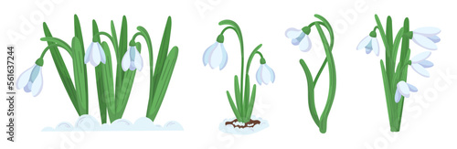 Snowdrop Flowers Spring Blossoms Blooming, Floral Design Elements for Springtime Invitation or Greeting Card