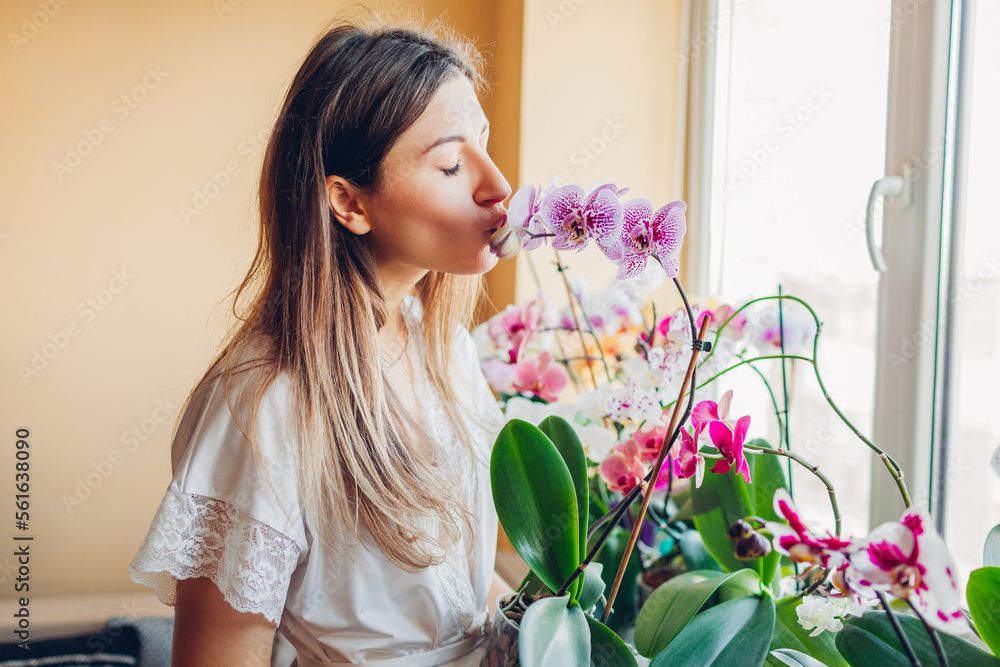 Happy woman kissing blooming purple Andorra orchid holding pot. Girl gardener taking care of home plants and flowers. Happy woman kissing blooming purple Andorra orchid holding pot. Girl gardener taking care of home plants and flowers.