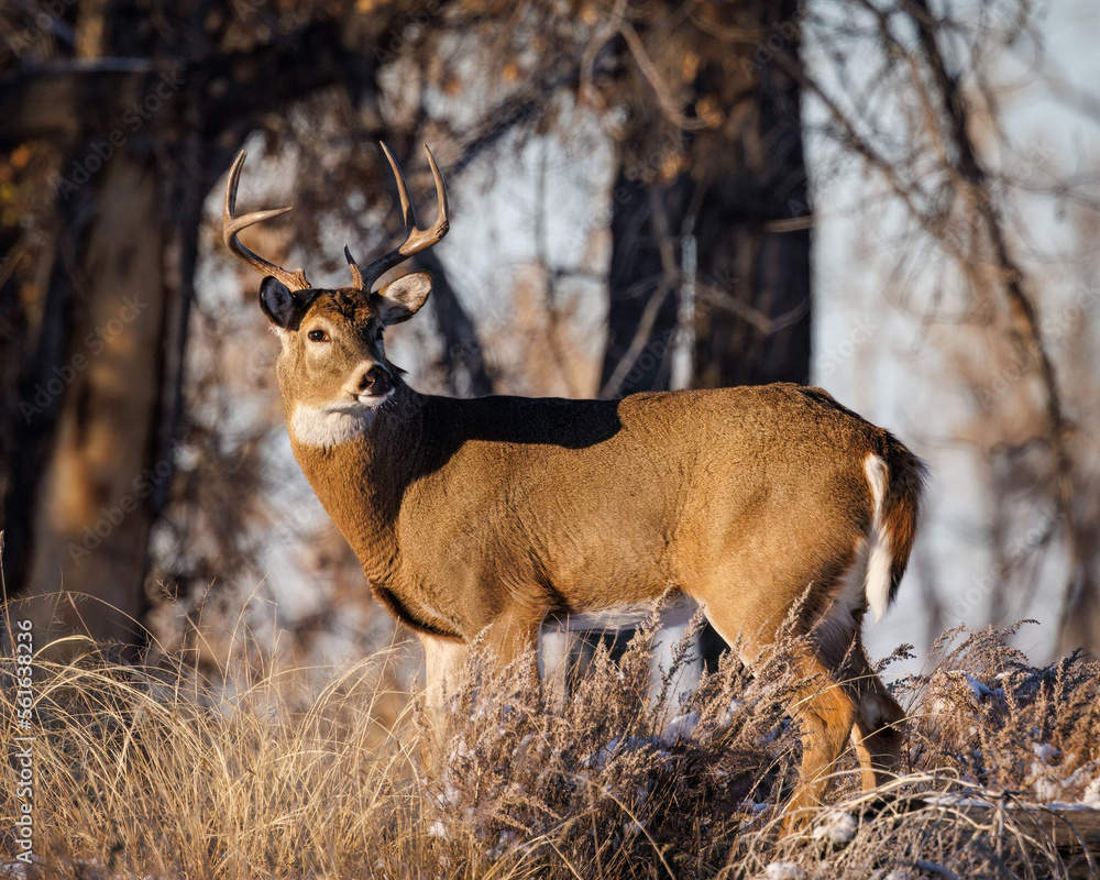 Mature White-tailed deer (odocoileus virginianus) standing broadside ...