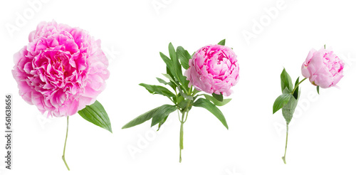 Fototapeta Naklejka Na Ścianę i Meble -  pink   peony flowers