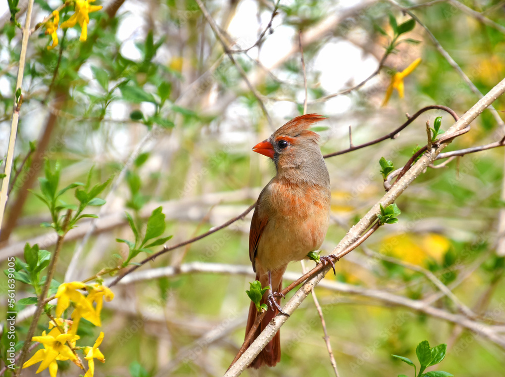 Female Cardinal bird, cardinalis cardinalis, with raised crest, perched in a forsythia bush looking to the left of the image Female Cardinal bird, cardinalis cardinalis, with raised crest, perched in a forsythia bush looking to the left of the image
