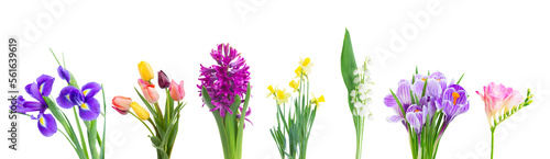 violet hyacinth flowers