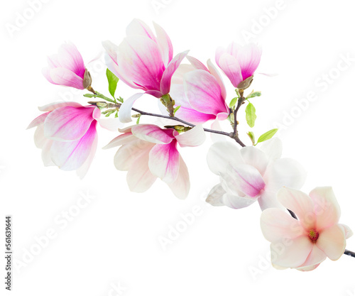 Magnolia Flowers on White