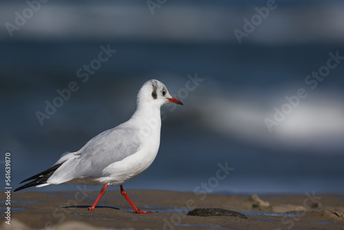 seagull on the beach © Dariusz