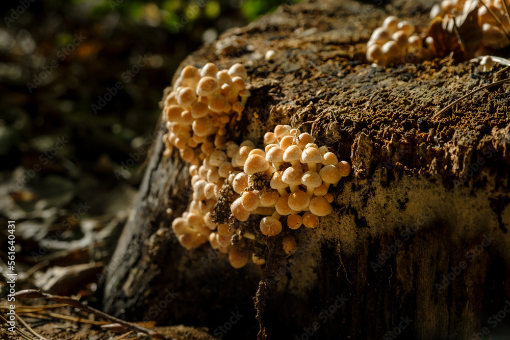 Obraz premium mushrooms in the forest