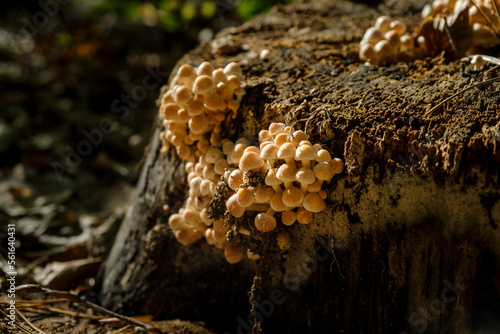 mushrooms in the forest